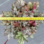 Heuchera hybridná (Heuchera hybrida) ´WORLD CAFFÉ CORRETO´® výška: 10-20 cm, ⌀ 30 cm, kont. C2L